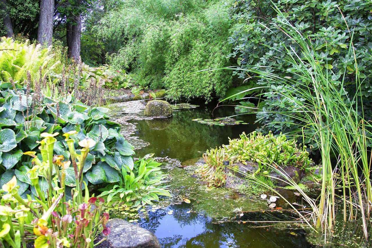 The pond at Inverewe Garden, Scotland.