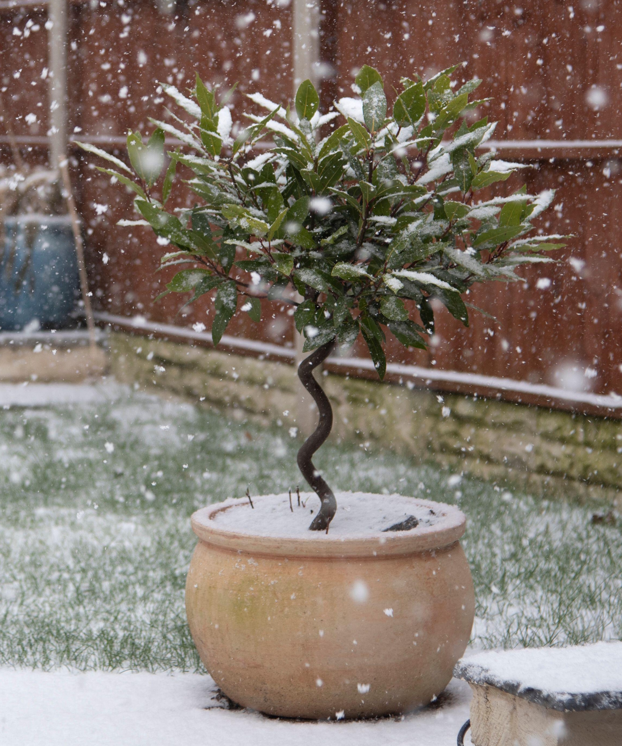 Winter container garden