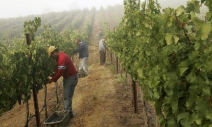 Napa Valley, Calif. vineyard workers