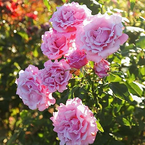 Heirloom Hybrid Tea Roses, Live Own Root Plant, Memorial Day&amp;trade;