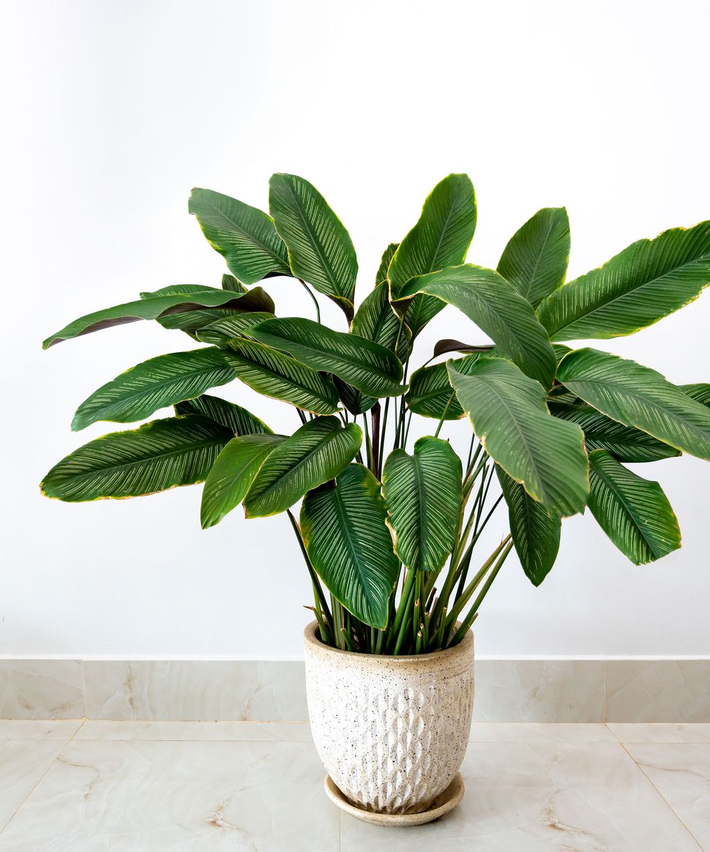 Best petsafe indoor plants 10 house plants to keep Homes & Gardens
