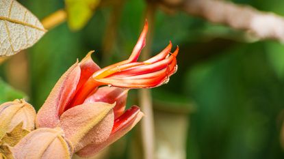 Close up of a devil&#039;s hand tree flower