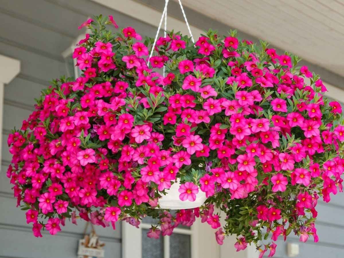 Best Plants For Full Sun Hanging Baskets
