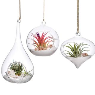 Three glass hanging plant pots - one teardroped shape, one circular, and one curved with a pointed bottom - with green air plants in the left and right and pink air plant in the middle