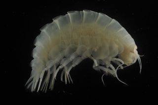 Scientists collected amphipods from the Mariana Trench and other deep-sea trenches, finding they had man-made fibers in their guts.