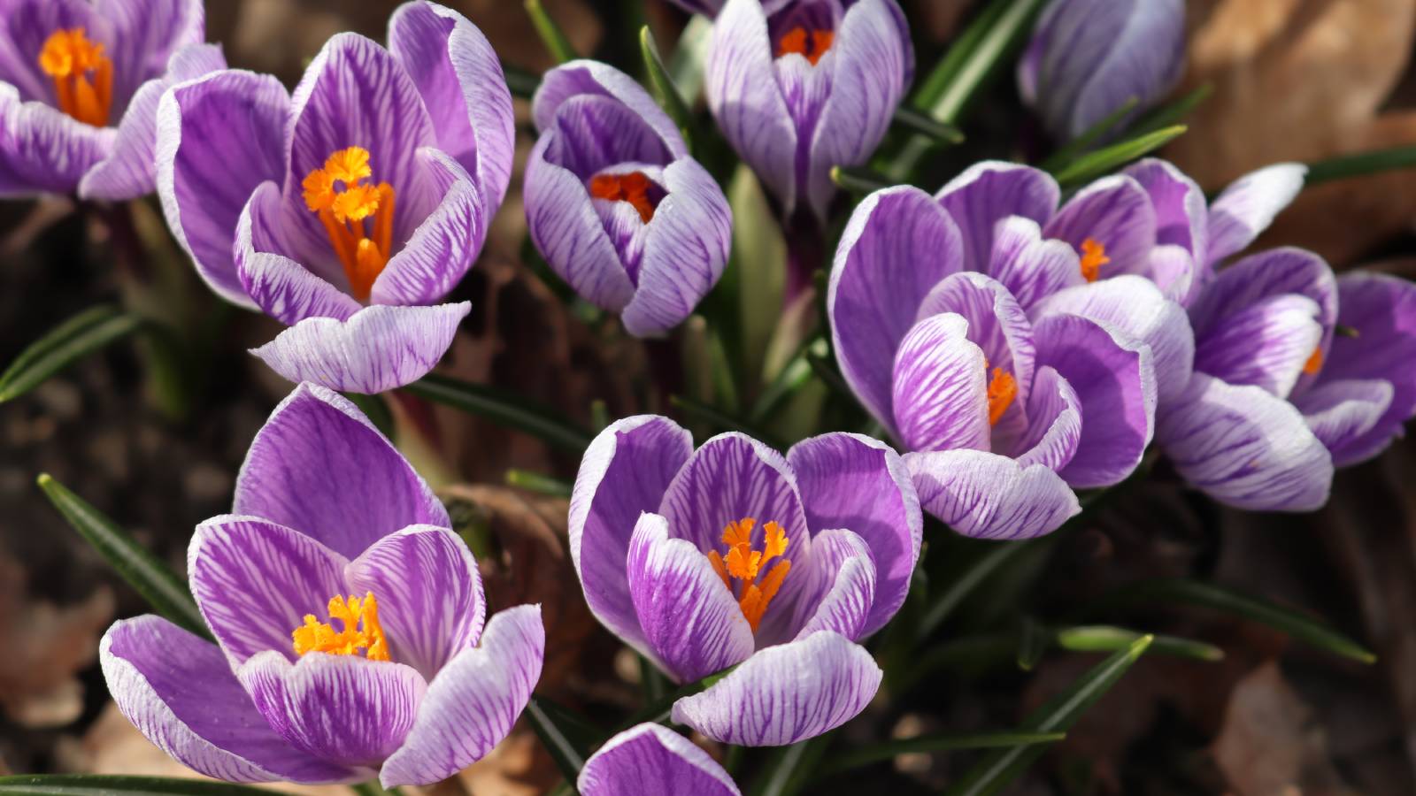 Close up of purple and white crocus flowers