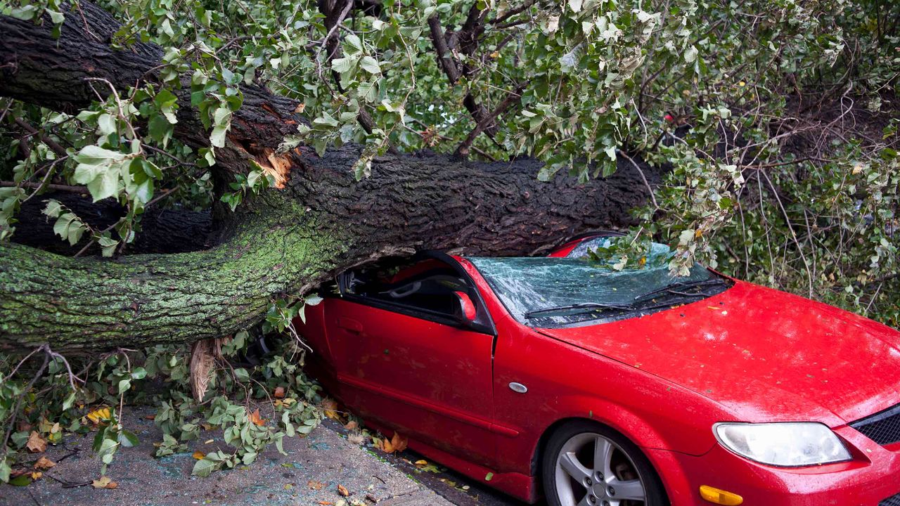 car with a tree limb on it