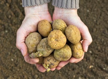 Hands Holding Seed Potatoes