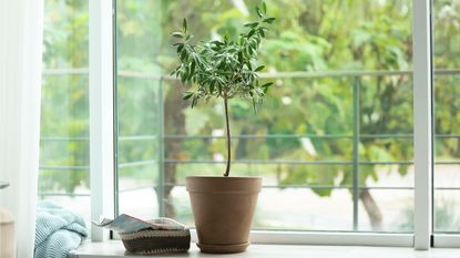 Can you grow olive trees indoors: Pot with olive tree on window sill in living room