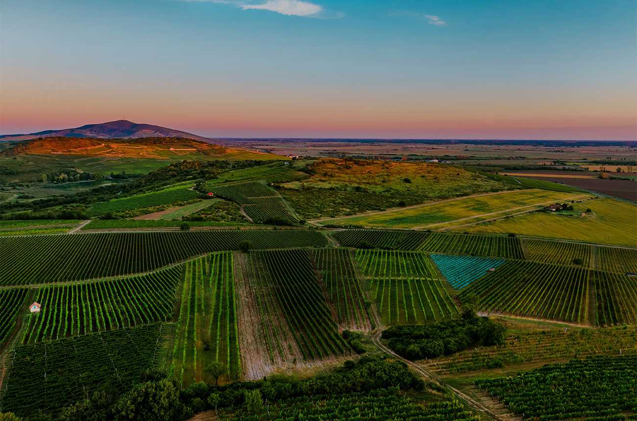 Tokaj vineyards