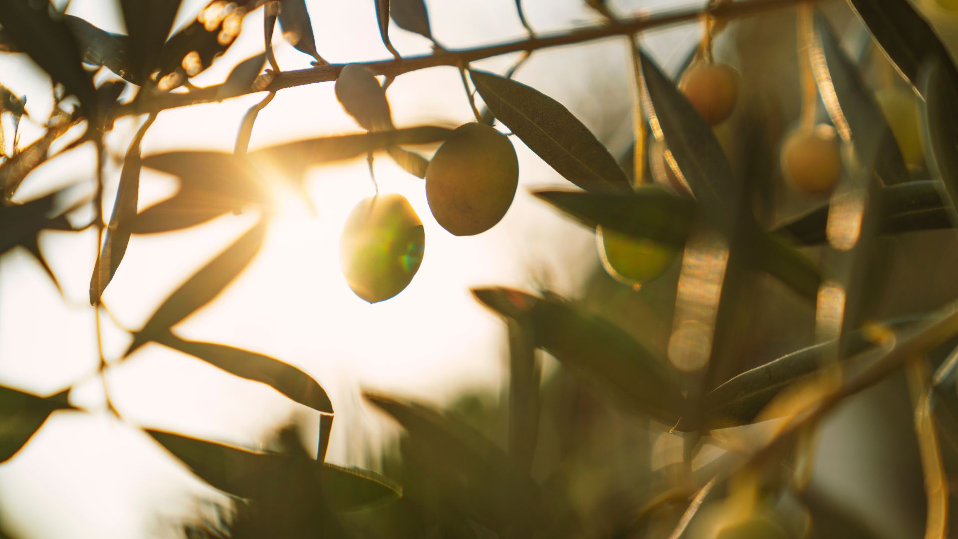 picture of olive tree with sunlight hitting it