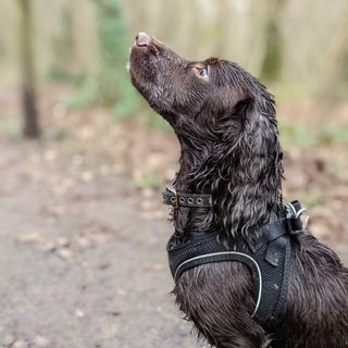 dog photography. Wilf the cocker spaniel posing for treats