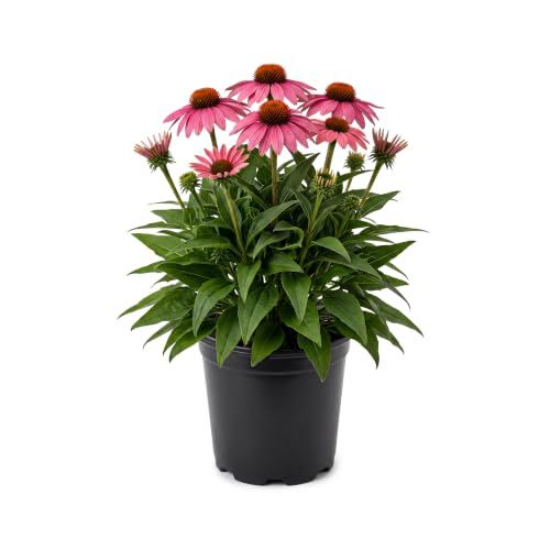 Coneflower Plant
