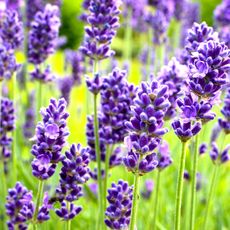 lavender in bloom in summer garden