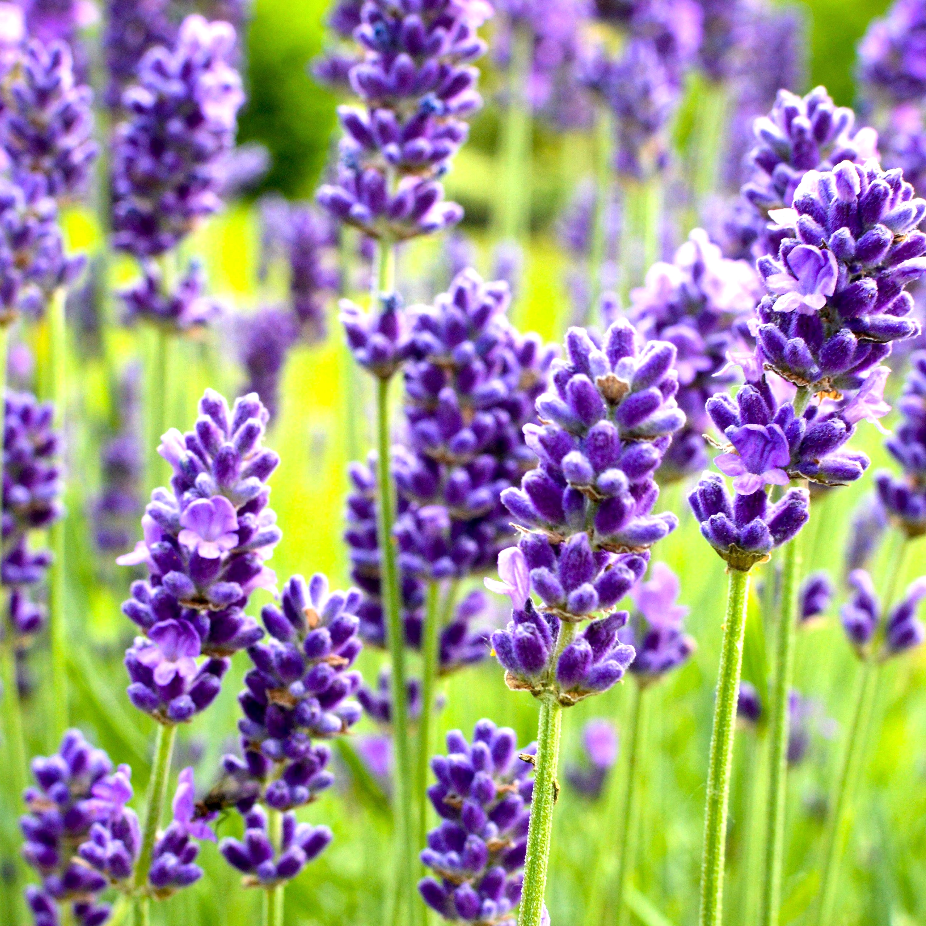 lavender in bloom in summer garden