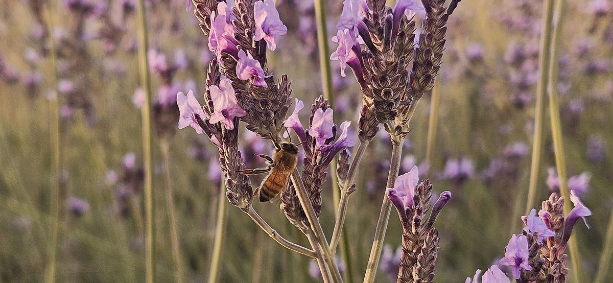 GuruShots - Nature March 2026