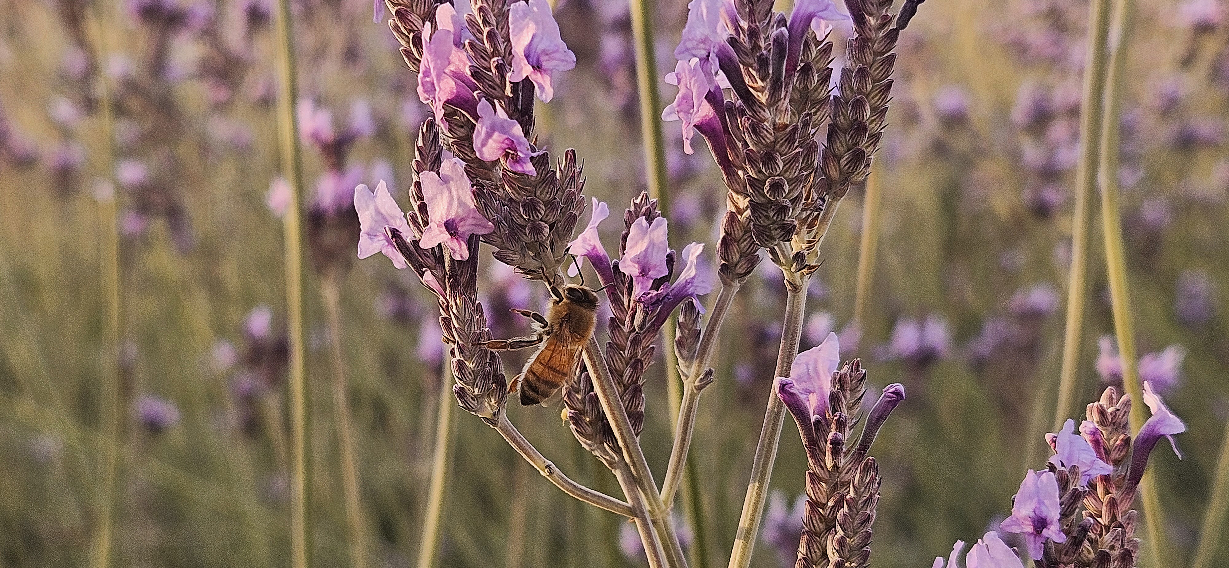 GuruShots - Nature March 2026