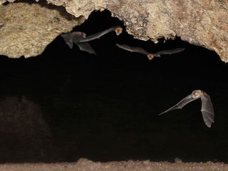 Scientists have found the first flu virus to infect bats, among little yellow-shouldered bats in Guatemala. 