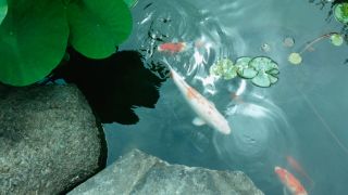 How to catch carp in winter - Koi Carp in pond