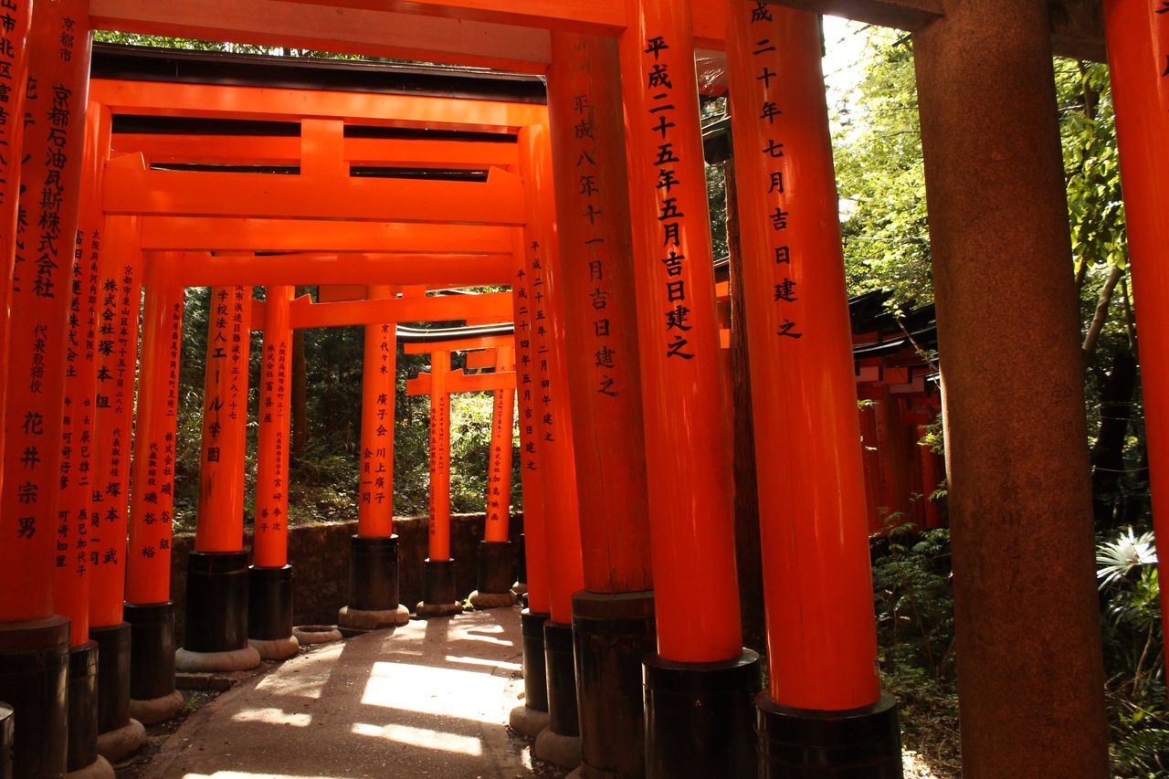 Lushfoil Photography Sim; A pathway lined with numerous vibrant orange torii gates, traditional Japanese archways, leading through a lush green forest.