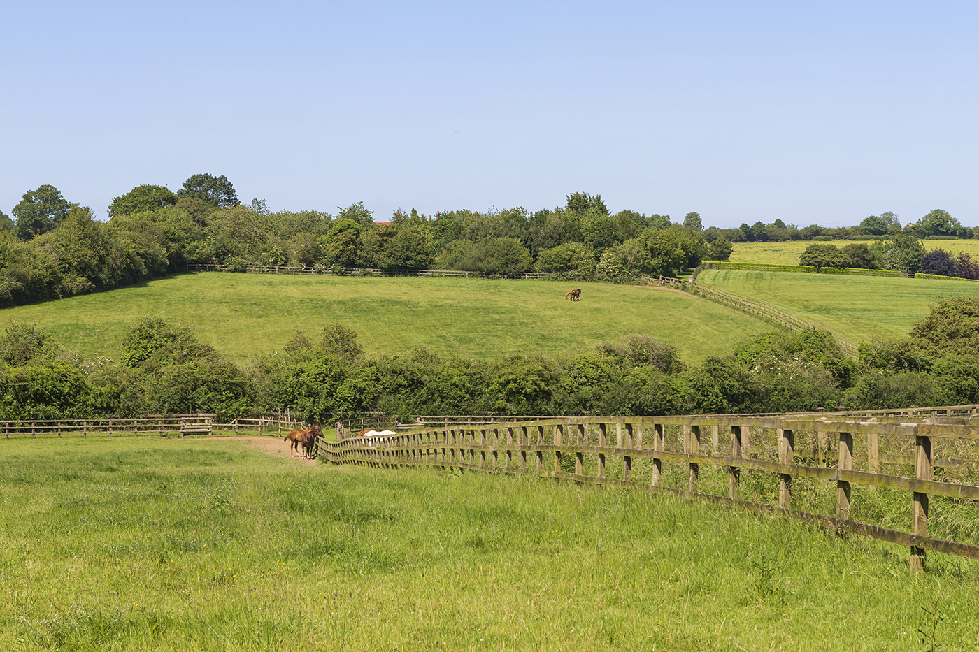 Shortgrove Manor Farm PADDOCKS