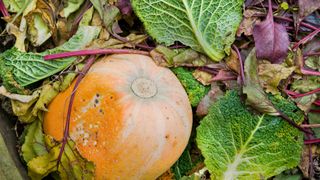 picture of pumpkin in compost heap with other veggies