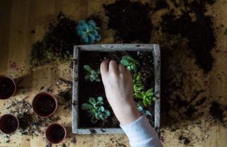 child potting a cactus mini garden