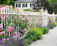 Garden fence and gate with pink roses, salvia, catmint, lady's mantle bordering house entrance