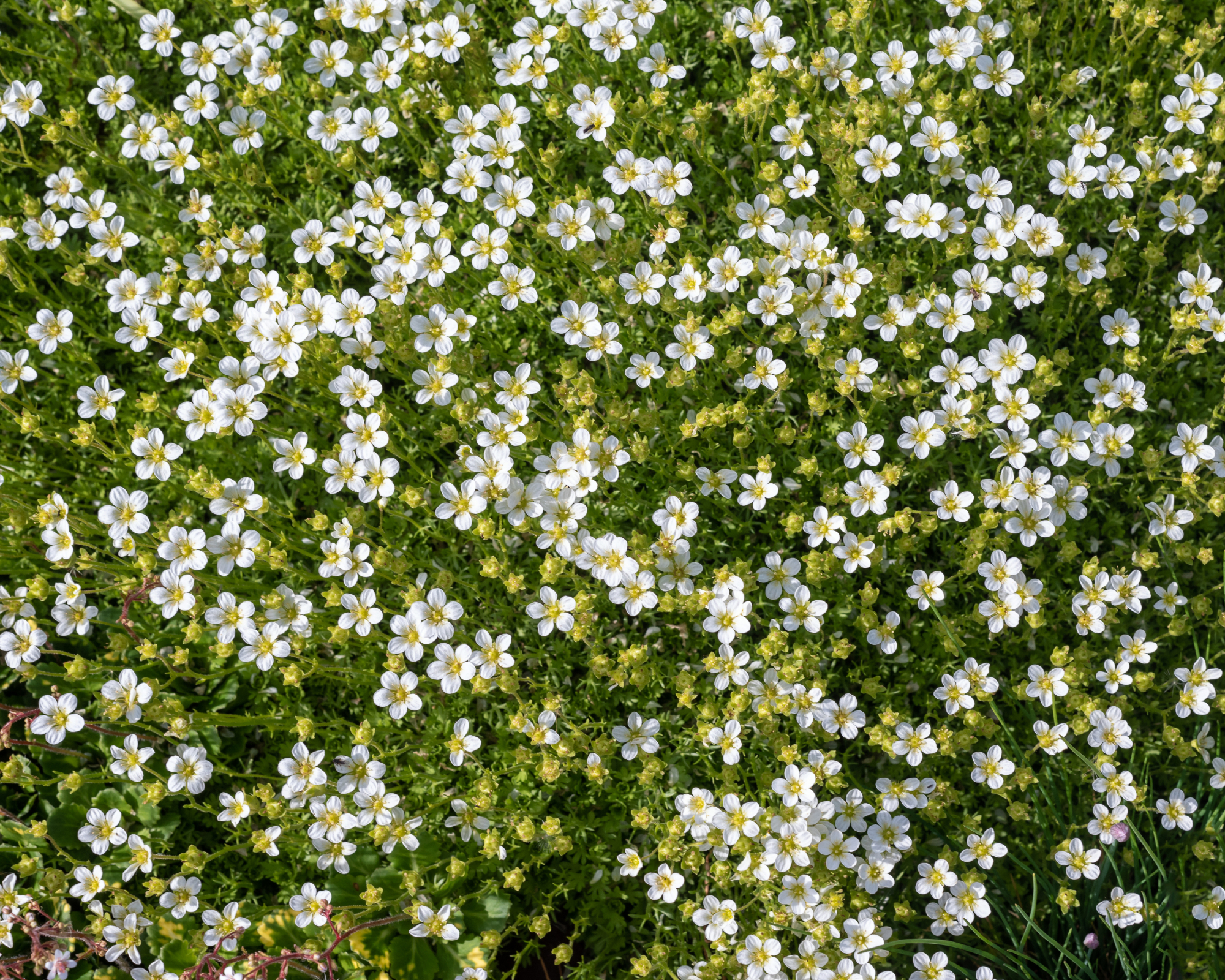 Irish moss (Sagina subulata) growing as groundcover in a garden