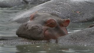 Baby hippo Mafuta resting on an adult hippo in Serengeti III
