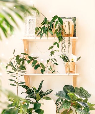 Neutral indoor plant shelf