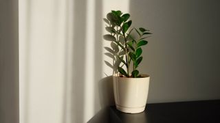 A ZZ plant on a table against a wall with limited light