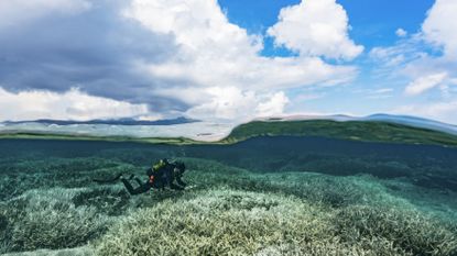 A scuba diver floating above a reef