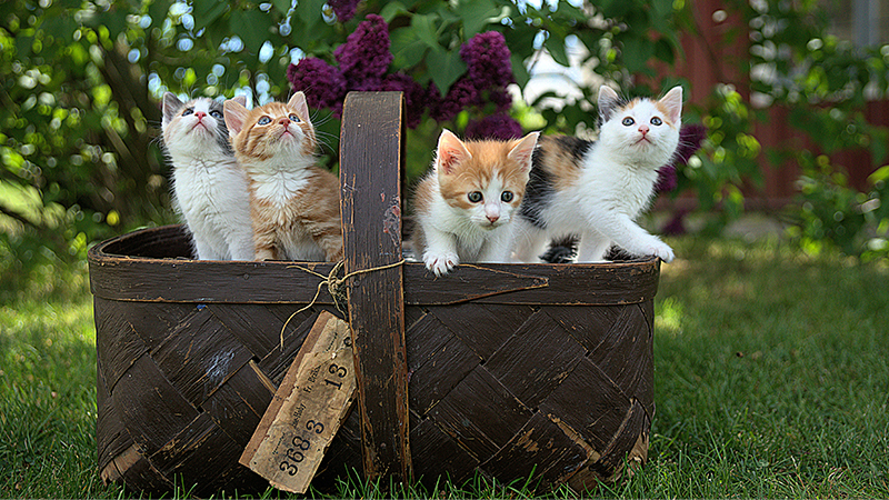 cat litter