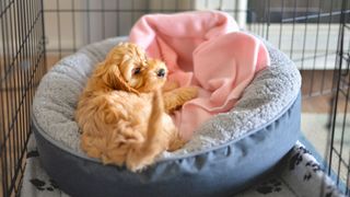 Dog looking cosy in its bed — tips for training your dog