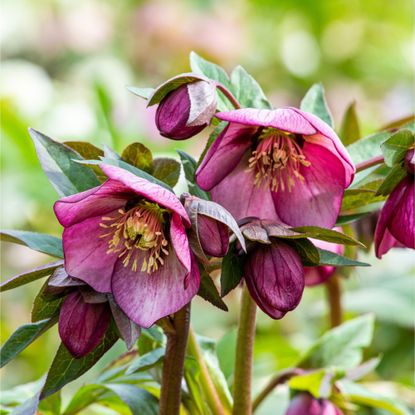 Purple hellebore flowers blooming in a winter garden