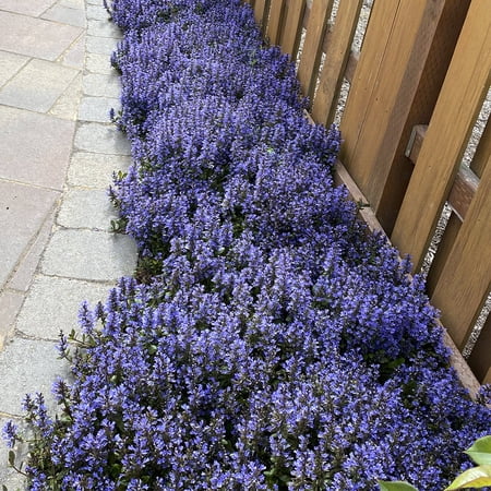 Direct Gardening Emblut Ajuga Groundcover Perennial Starter Plant, 1 Plant Per Offer