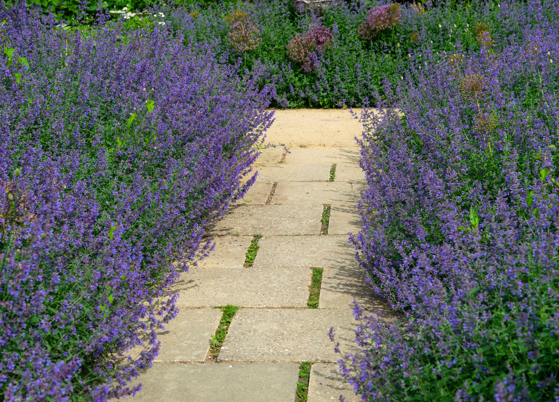 Lavender plant care 4 things to know to grow successfully Livingetc