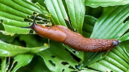 Why are slug pellets being banned?