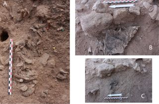 These photos were taken of the bones in the cremation pit. They include (a) a segment of the ribs and vertebrae, (b) a piece of the right pelvis, and (c) four toe bones.