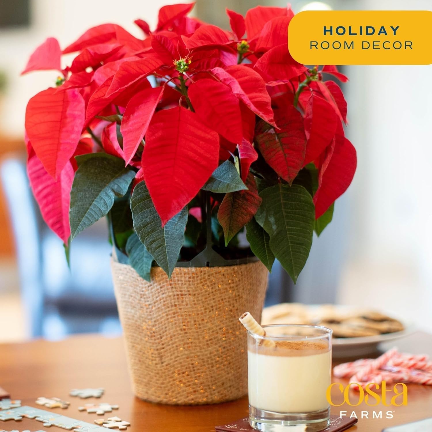 Costa Farms Poinsettia Live Plants in Christmas Gift Wrap Pot, Easy to Maintain Flowering Indoor Houseplants, Holiday Room or Office Decor, Seasonal Gift, 16-20 Inches Tall, Pack of 2