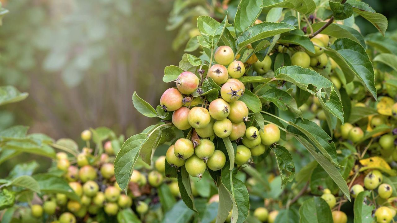 Crabapple tree packed with fruit in fall