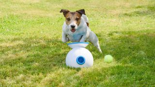 ways to keep your pet entertained when you're not there