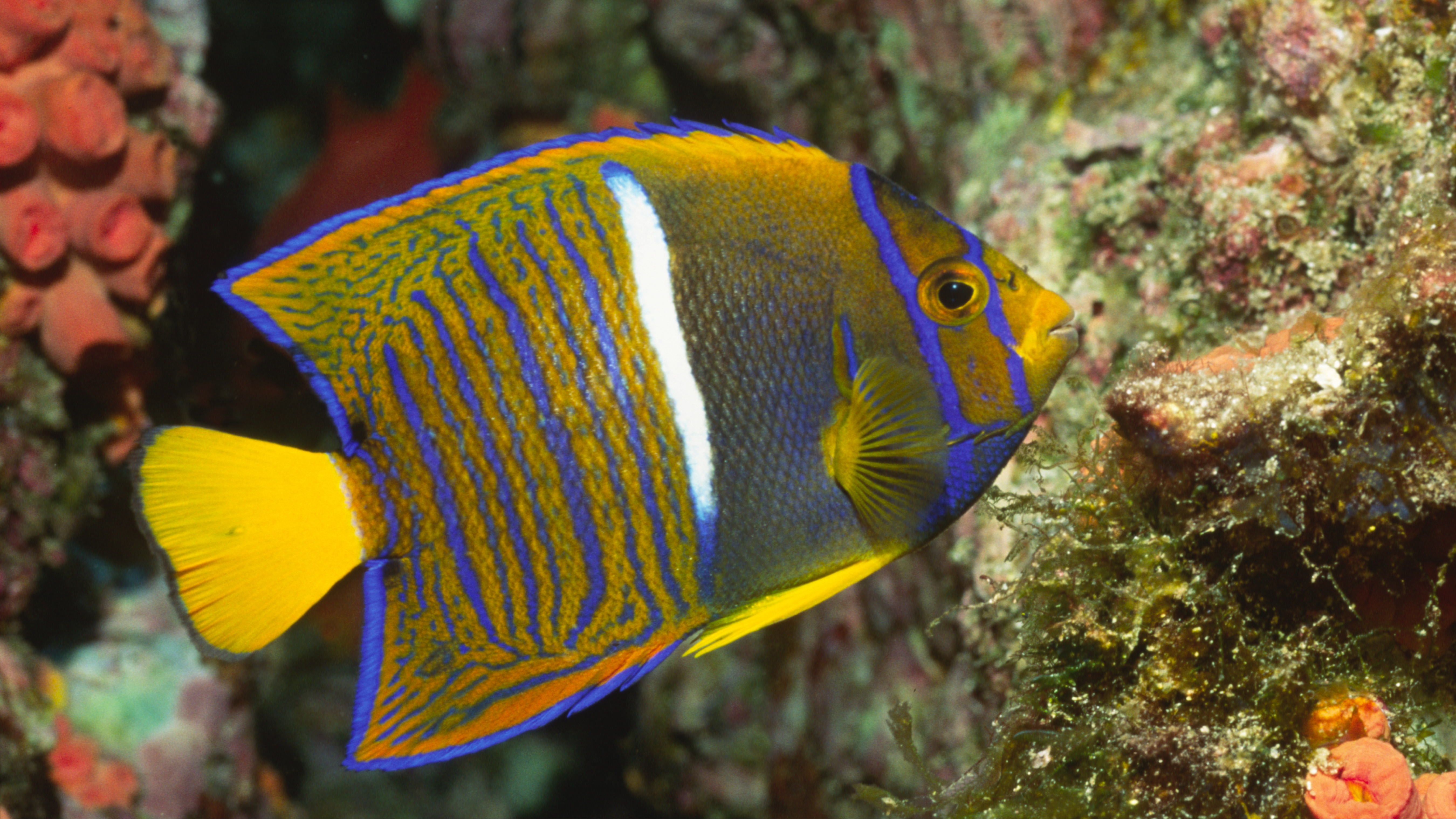 Angelfish