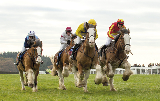 Clydesdale racing