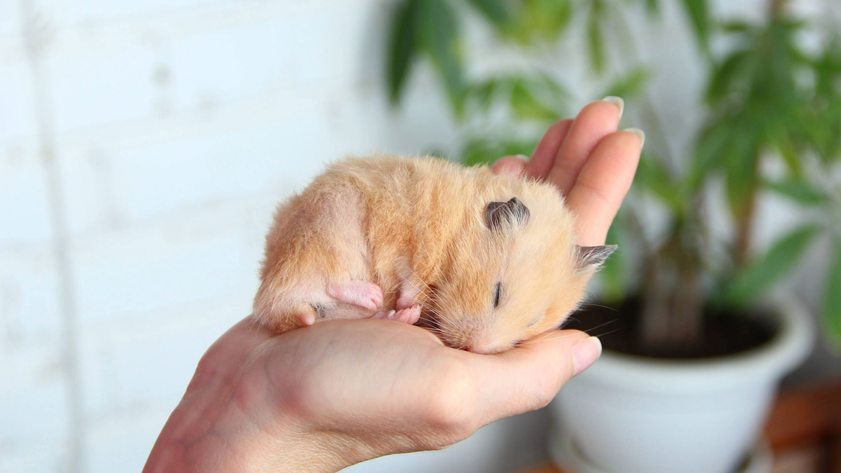 Do hamsters hibernate? Your questions answered by a vet PetsRadar