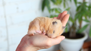 Hamster sleeping on someone's hand with a plant in the background