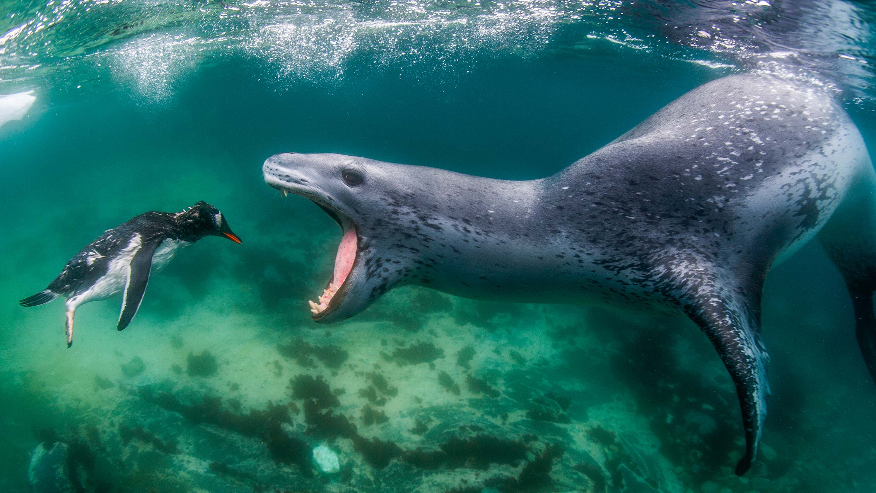 Penguin about to be chomped by seal wins World Nature Photography