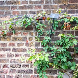 Climbing roses on brick wall