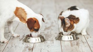 Dog and cat eating together